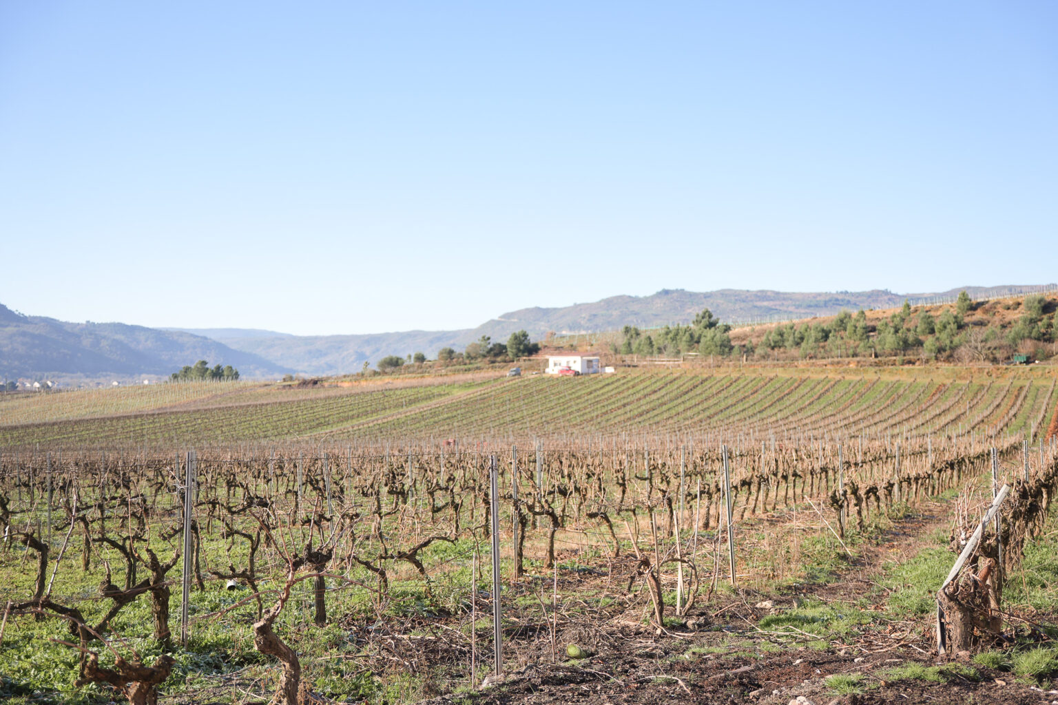 La viticultura en Galicia